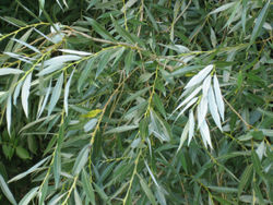 Blätter der Silberweide (Salix alba)